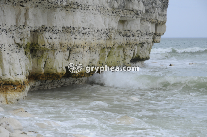 Erosion des falaises de craie par les vagues - encoche d'érosion à marée haute - gryphea.org